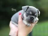 Fransız Bulldog Egzotik Köpek Yavruları