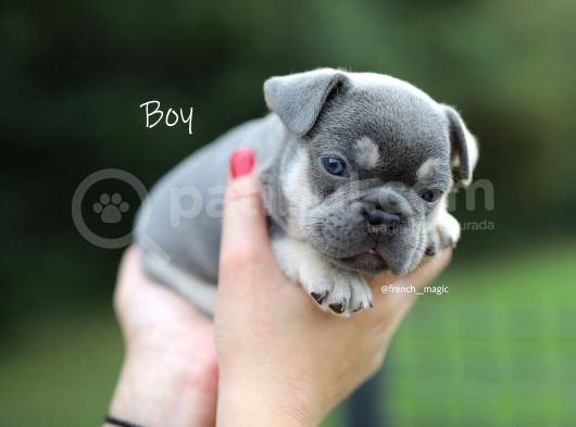 Fransız Bulldog Egzotik Köpek Yavruları görsel