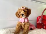 Orjinal Maltipoo Yavrular Saglik Garantili