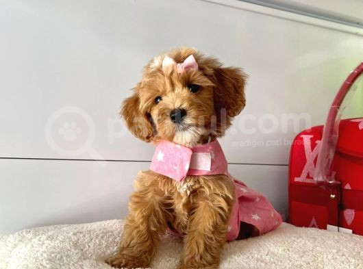Orjinal Maltipoo Yavrular Saglik Garantili görsel