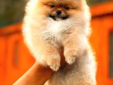 En Kaliteli Pomeranian Boo