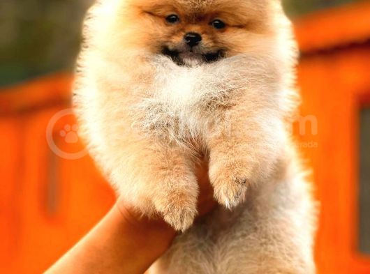 En Kaliteli Pomeranian Boo görsel