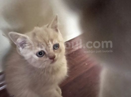 Golden 2 Aylık Oğlum görsel