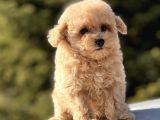 Sevi̇mli̇ Toy Poodle Bebekler
