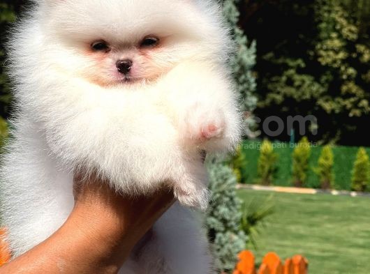 Üst Düzey Kusursuz Karbeyaz Pomerani̇an Boo