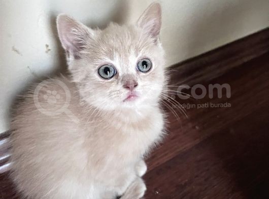 Golden 2 Aylık Oğlum görsel