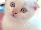 2 Aylık Scottish Fold Ful Beyaz Yavrum