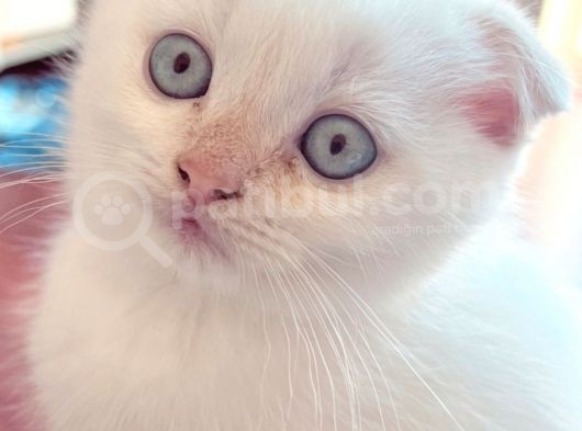 2 Aylık Scottish Fold Ful Beyaz Yavrum