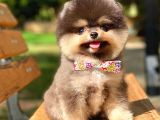 Black And Tan Pomerani̇an Erkek