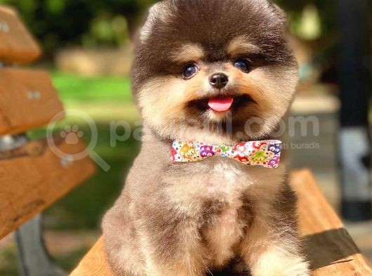 Black And Tan Pomerani̇an Erkek görsel
