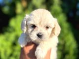 Maltese Bebeklerim