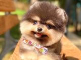 Black And Tan Pomerani̇an Erkek