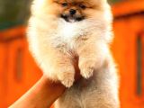 En Kaliteli Pomeranian Boo