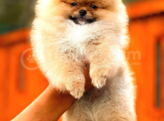 En Kaliteli Pomeranian Boo