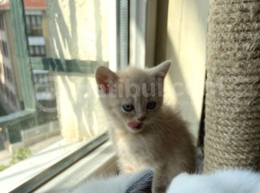 Golden 2 Aylık Oğlum görsel