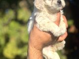 Maltese Bebeklerim