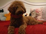 15 Aylık Minyatür Poodle Dişimiz