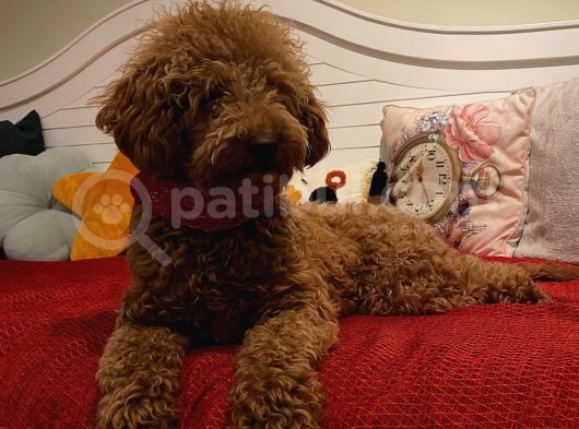 15 Aylık Minyatür Poodle Dişimiz görsel