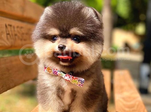 Black And Tan Pomerani̇an Erkek görsel