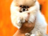 Üst Kalite Pomeranian Boo