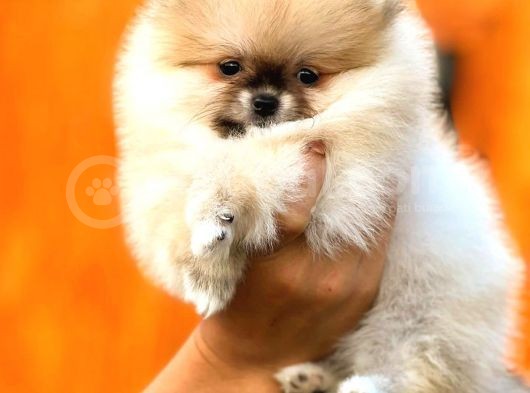 Üst Kalite Pomeranian Boo
