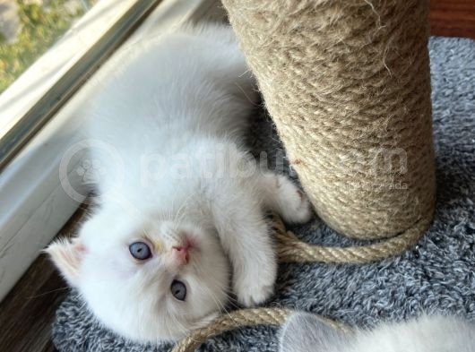 2 Aylık Scottish Fold Ful Beyaz Yavrum görsel