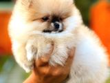 Üst Kalite Pomeranian Boo
