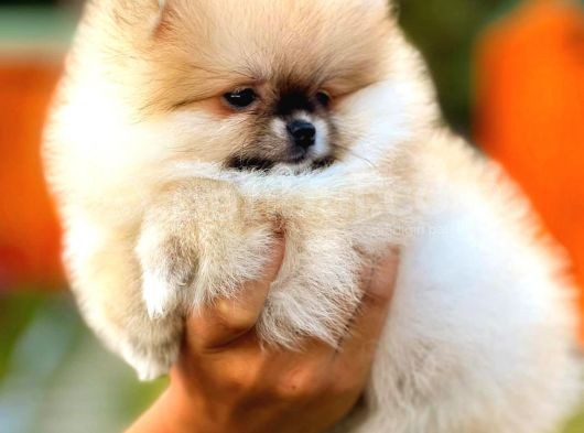 Üst Kalite Pomeranian Boo görsel
