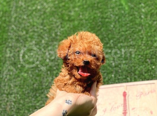 Mi̇ni̇ Toy Poodle Bebekler görsel