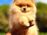 Teacup Di̇şi̇ Pomerani̇an Orange