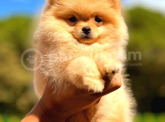 Teacup Di̇şi̇ Pomerani̇an Orange