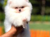 Üst Düzey Kusursuz Karbeyaz Pomerani̇an Boo
