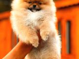 En Kaliteli Pomeranian Boo