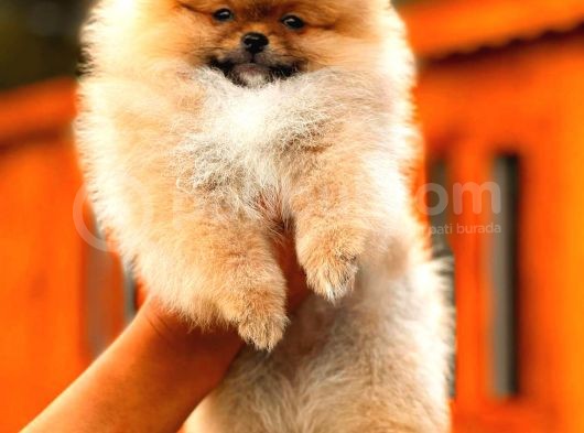 En Kaliteli Pomeranian Boo görsel