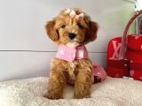 Orjinal Maltipoo Yavrular Saglik Garantili
