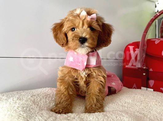 Orjinal Maltipoo Yavrular Saglik Garantili görsel