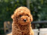 Red Toy Poodle Yavrular