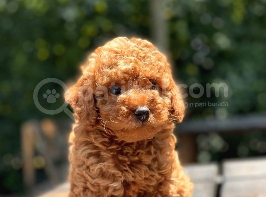 Red Toy Poodle Yavrular