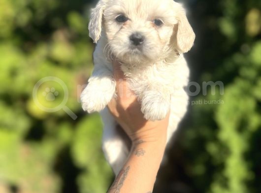 Maltese Bebeklerim görsel