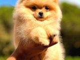 Teacup Di̇şi̇ Pomerani̇an Orange