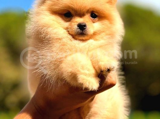 Teacup Di̇şi̇ Pomerani̇an Orange görsel