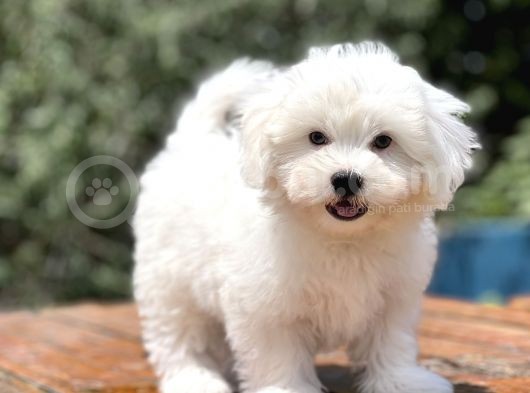 Show Kalite Maltese Terier Bebekler görsel