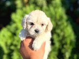 Maltese Bebeklerim