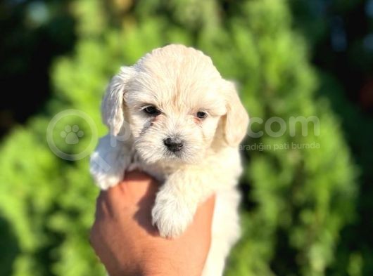 Maltese Bebeklerim