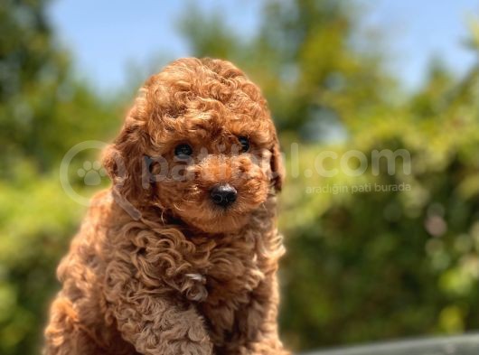Red Toy Poodle Yavrular görsel