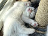 2 Aylık Scottish Fold Ful Beyaz Yavrum