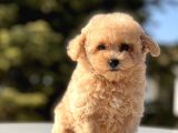 Sevi̇mli̇ Toy Poodle Bebekler