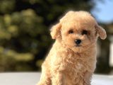 Sevi̇mli̇ Toy Poodle Bebekler