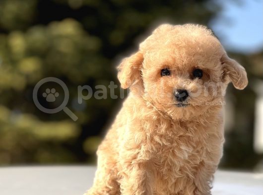 Sevi̇mli̇ Toy Poodle Bebekler görsel