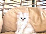 Gerçek Cins Kedi 